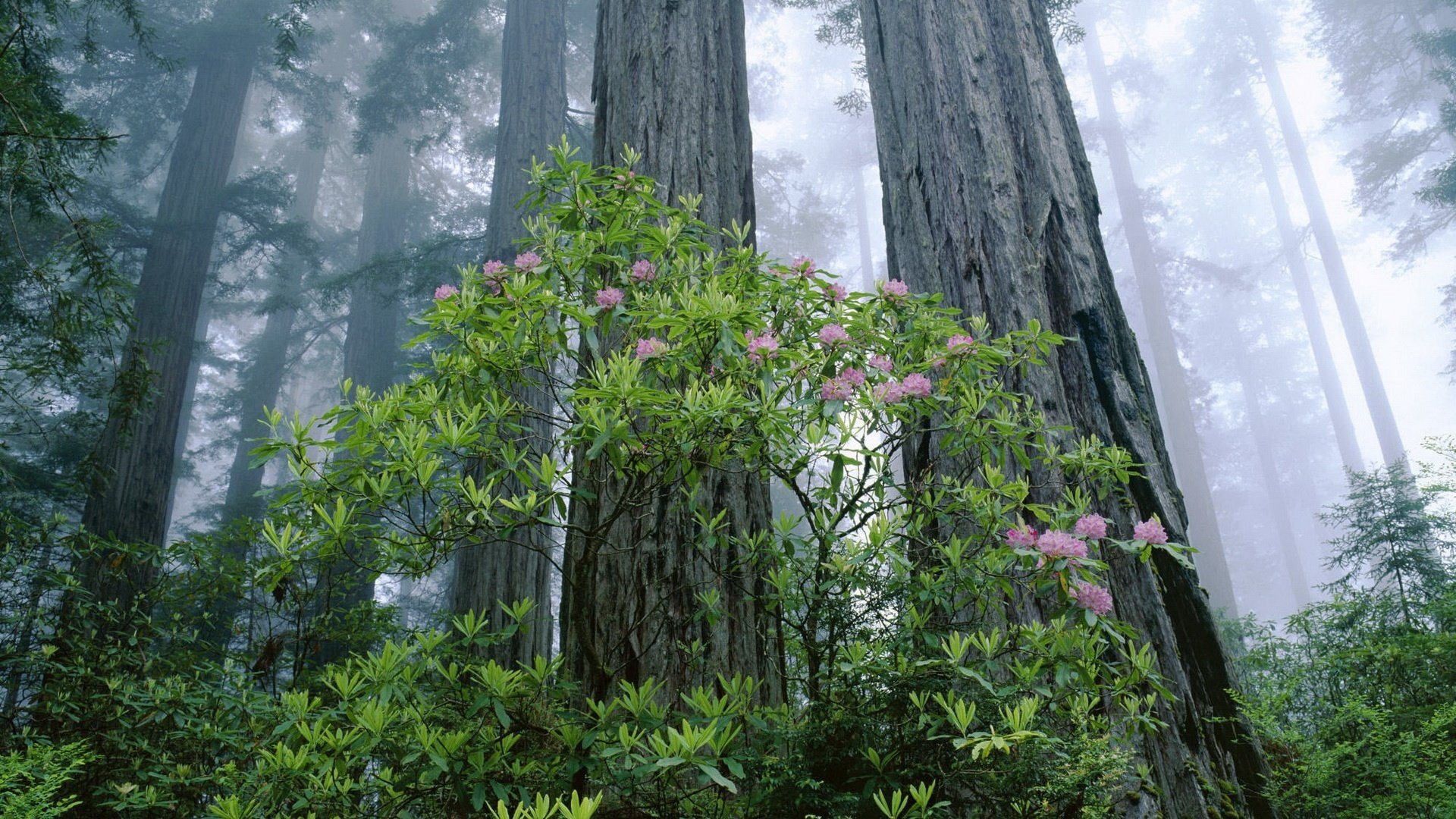 écorce des arbres lilas fleurs forêt forêt broussailles brouillard