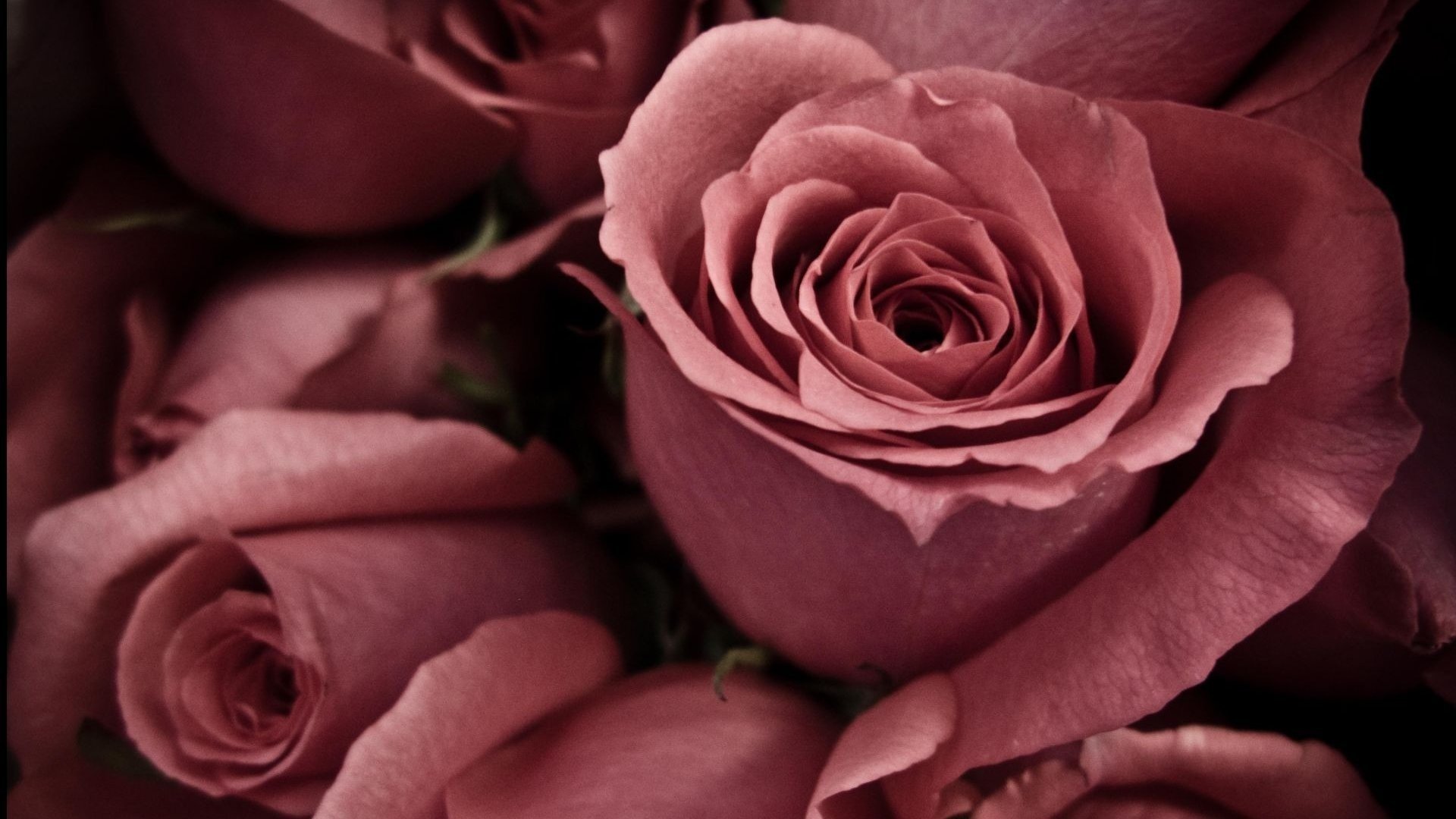 flowers dim color pink roses macro