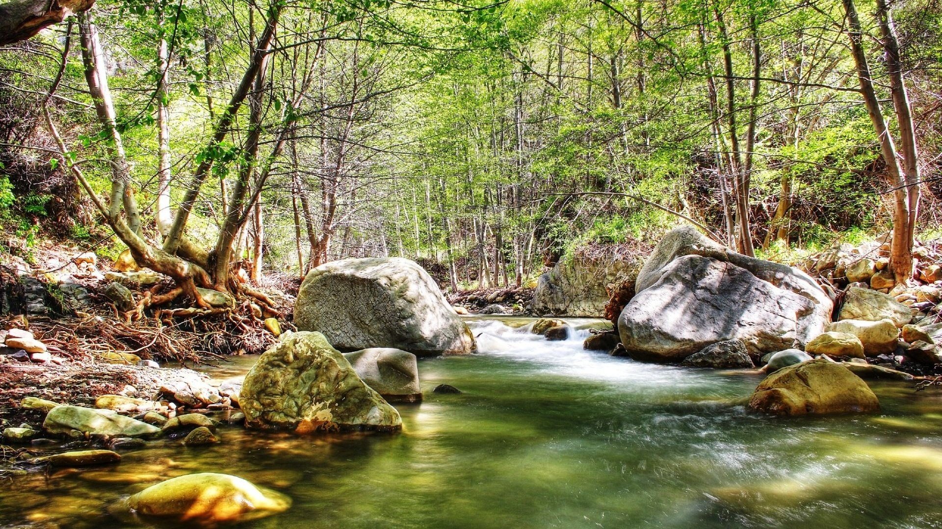 gebirgsfluss licht der sonne tierwelt wald bach steine felsbrocken strömung bäume