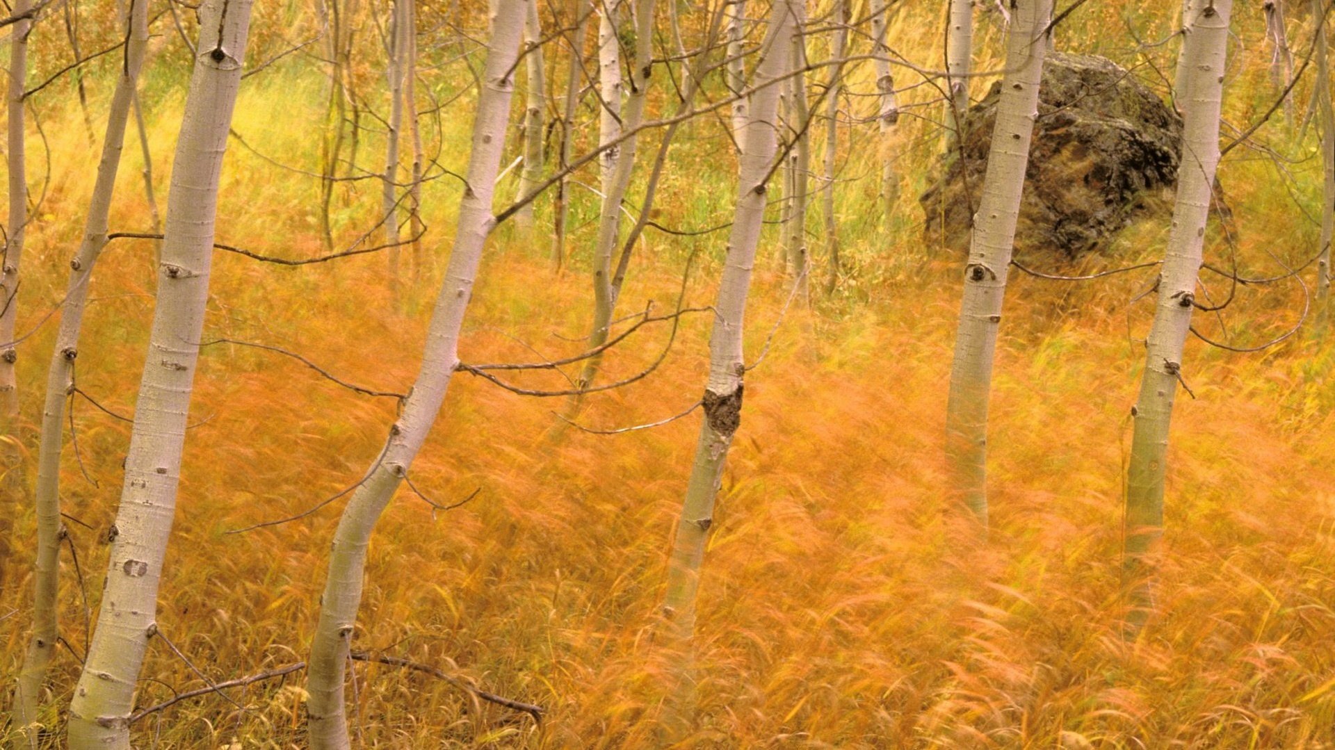 yellow carpet white bark birch grove autumn forest