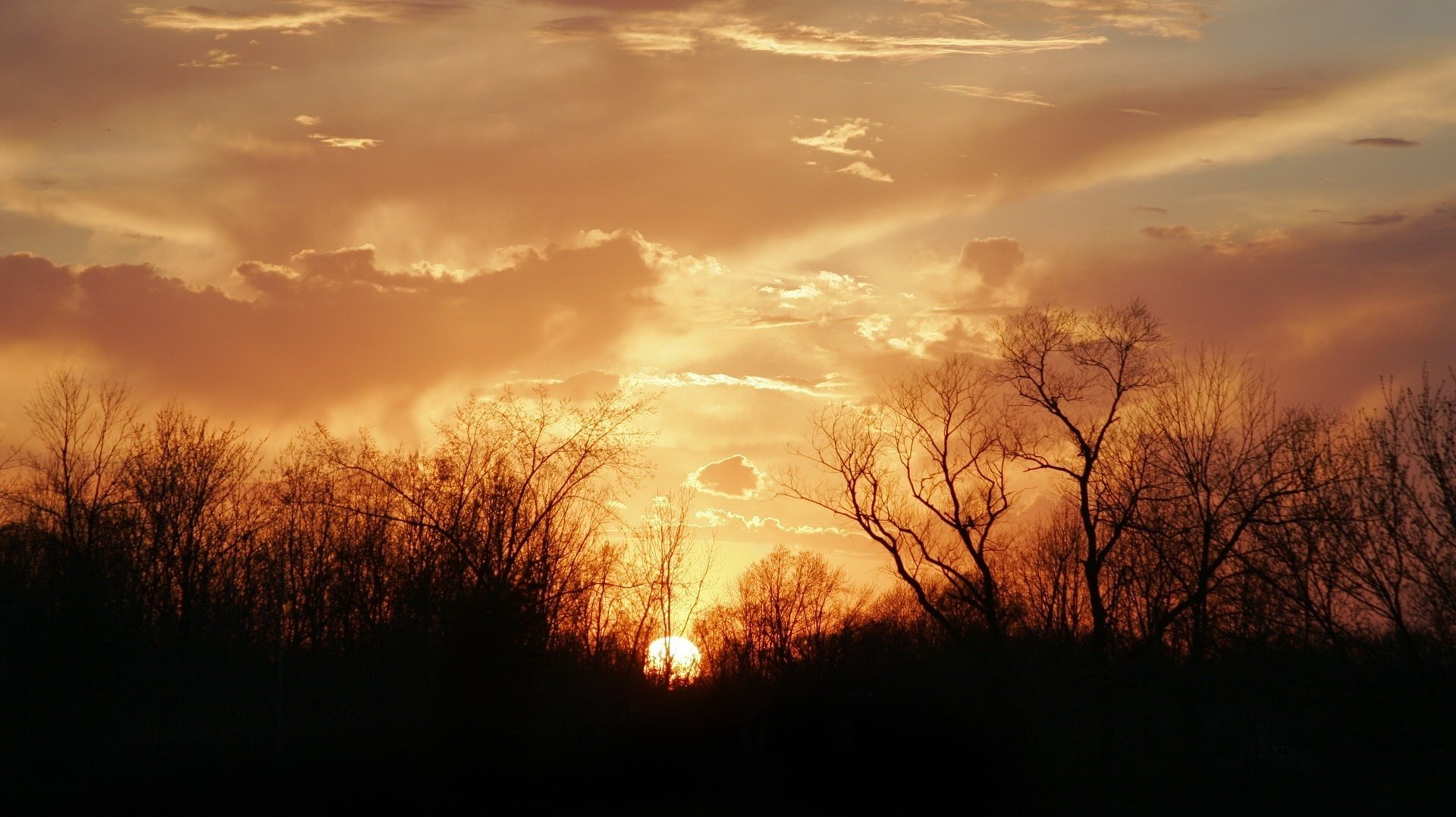 rami secchi tramonto ombra cielo sole natura