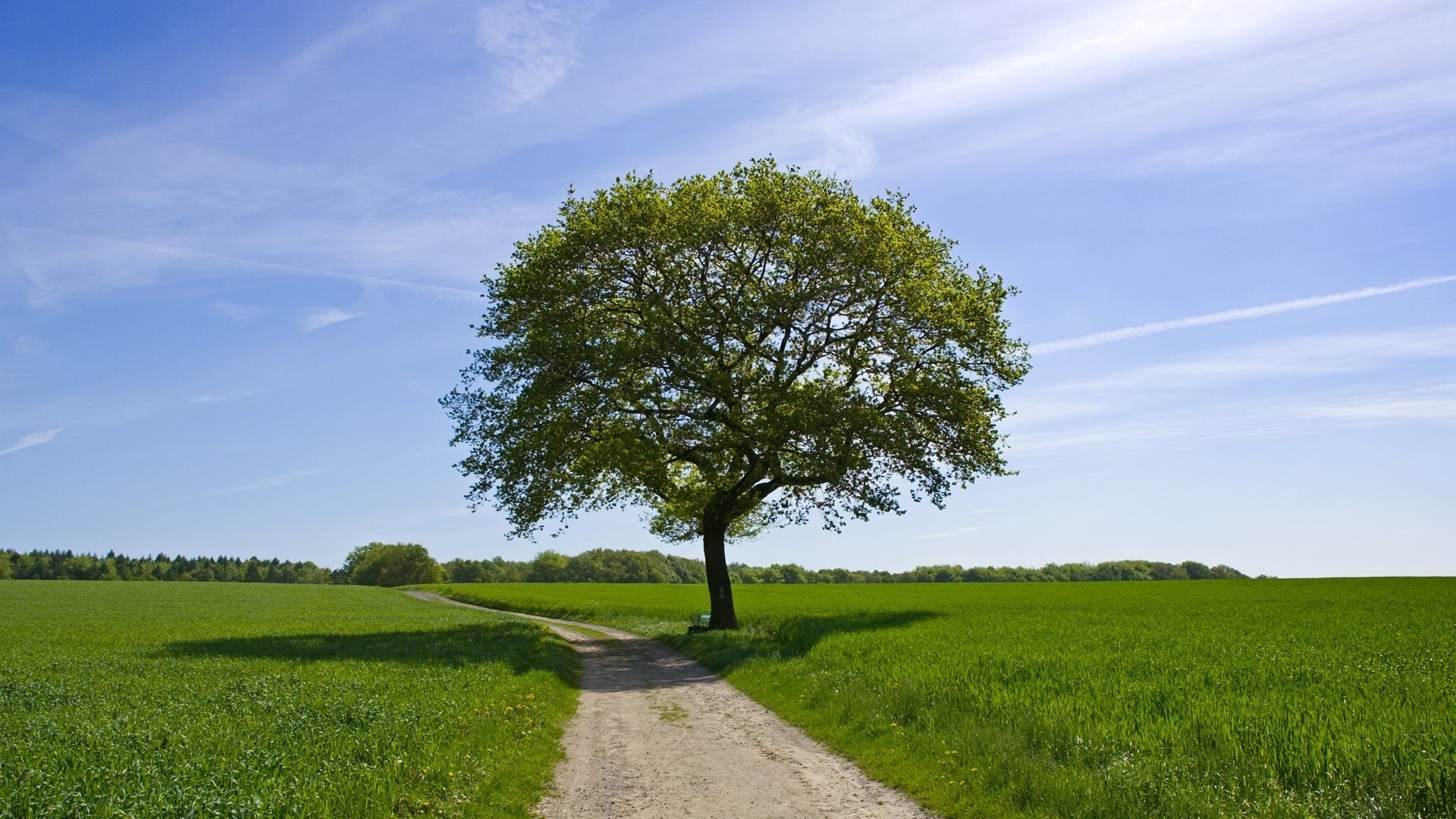 lonely tree fluffy foliage track greens the sky field meadow landscape nature shadow sunny day summer calm silence