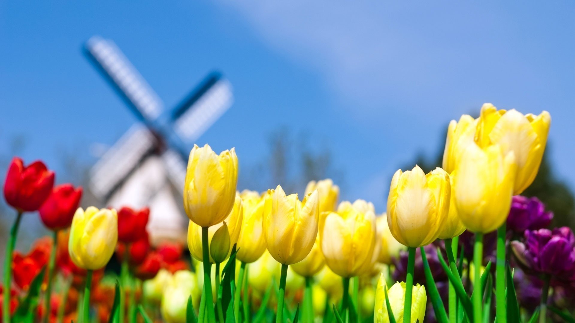 mixed color flowers field of flowers tulip