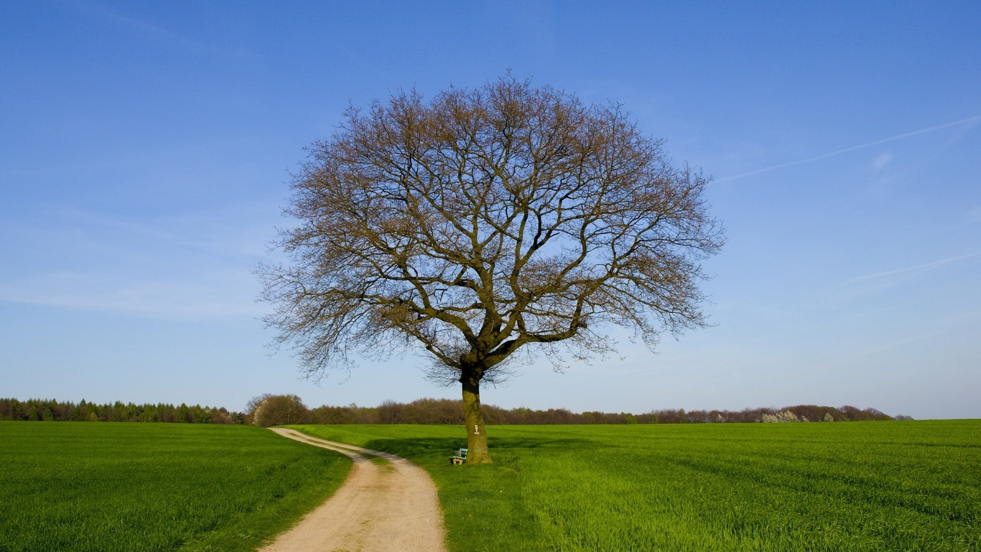 route des champs arbre sec herbe verte route ciel champ prairie été ciel bleu nature arbre solitaire paysage