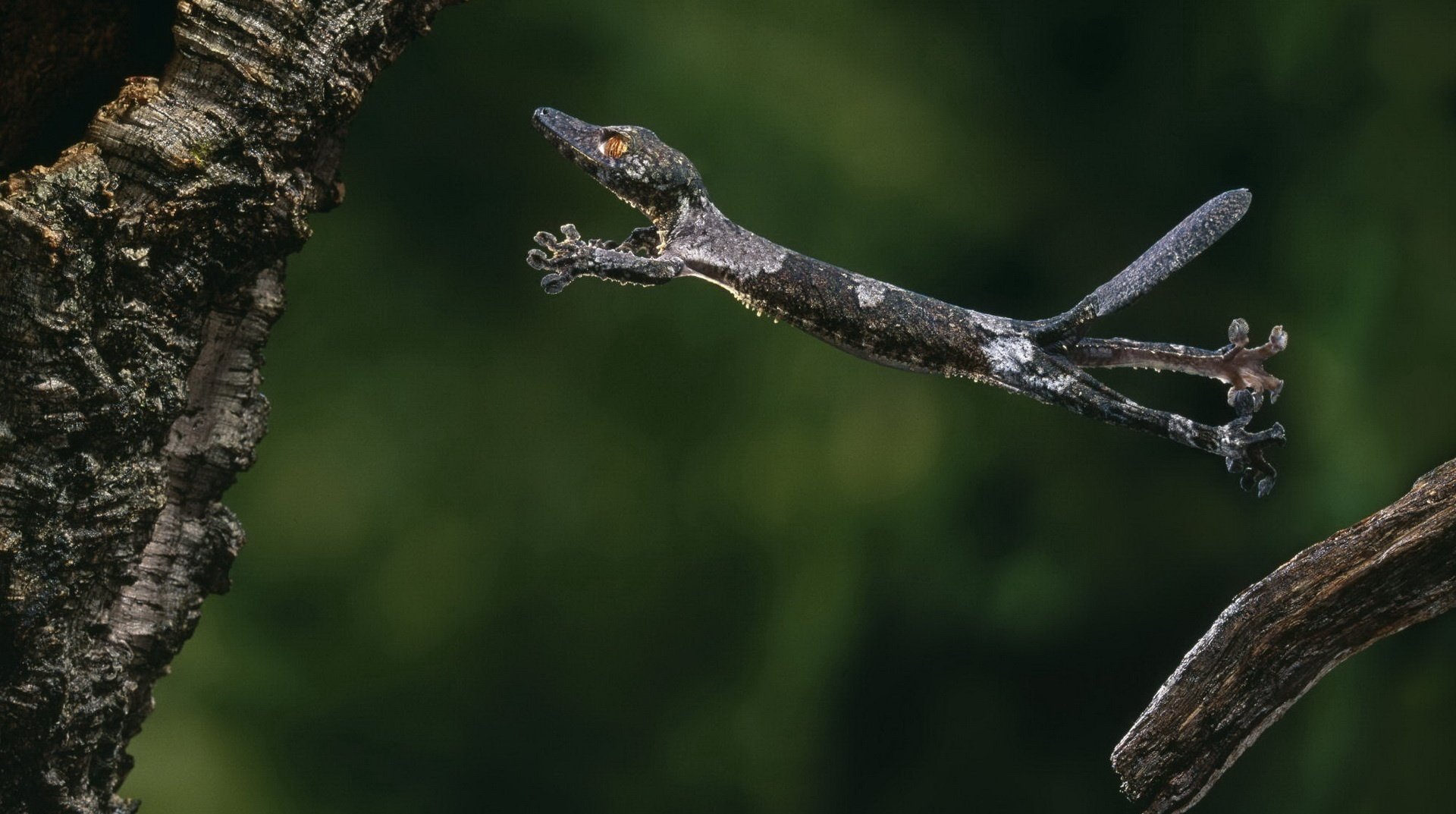 kleines krokodil lang bäume sprung moment bewegung foto zweige schwanz