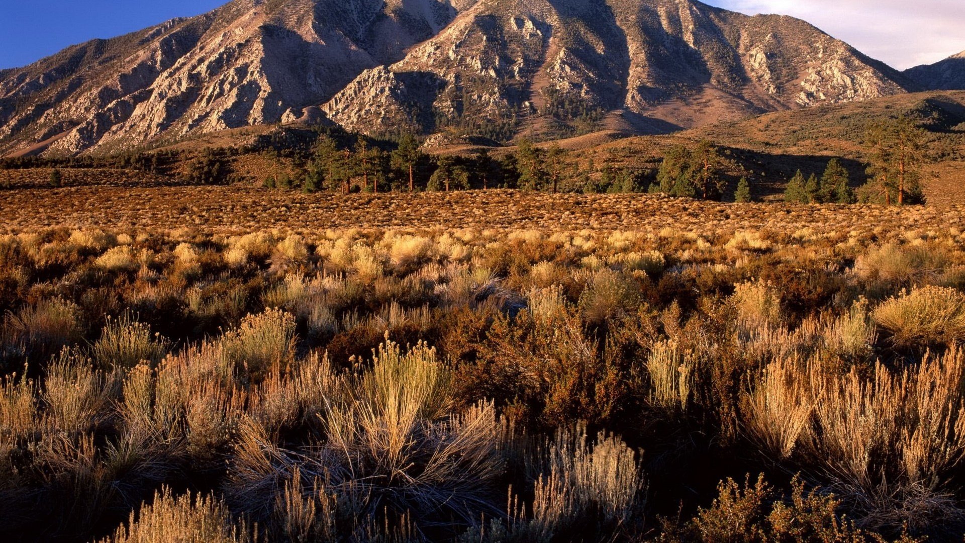 dry bushes grey hills the sun mountains hills summer landscape nature field gra