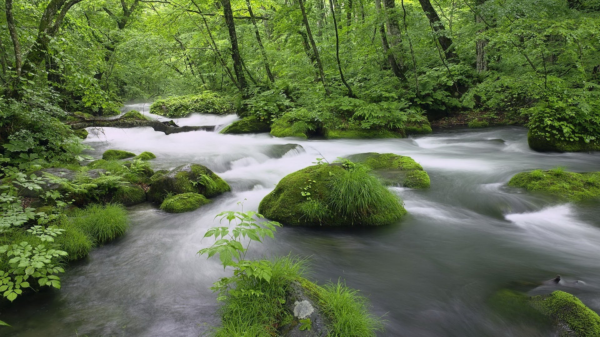 wildes dickicht moos nebliges wasser wald bach grüns büsche fluss strömung landschaft natur steine