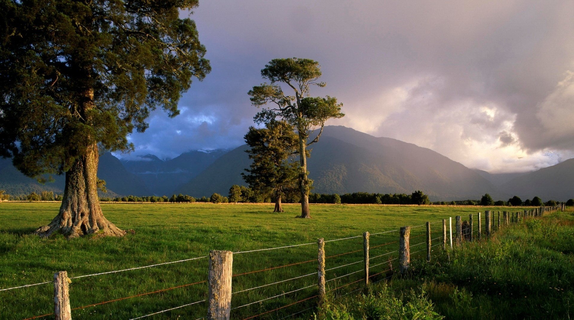 fence in a field tree green grass the storm mountains field meadow greens fence