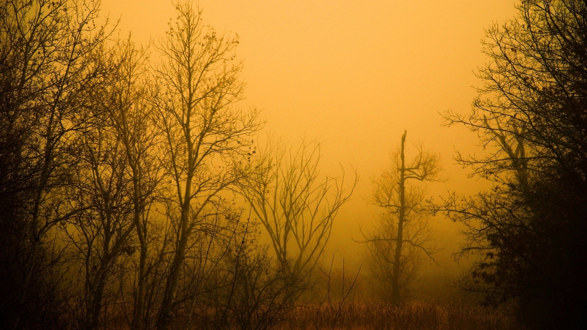 nebbia alberi senza fogliame grigio autunno foschia giallo