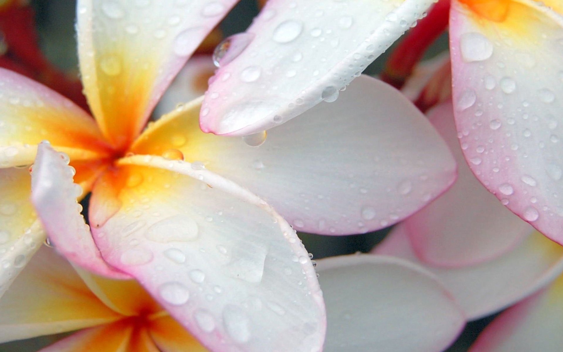 now-white petals flowers tenderness pink shade macro