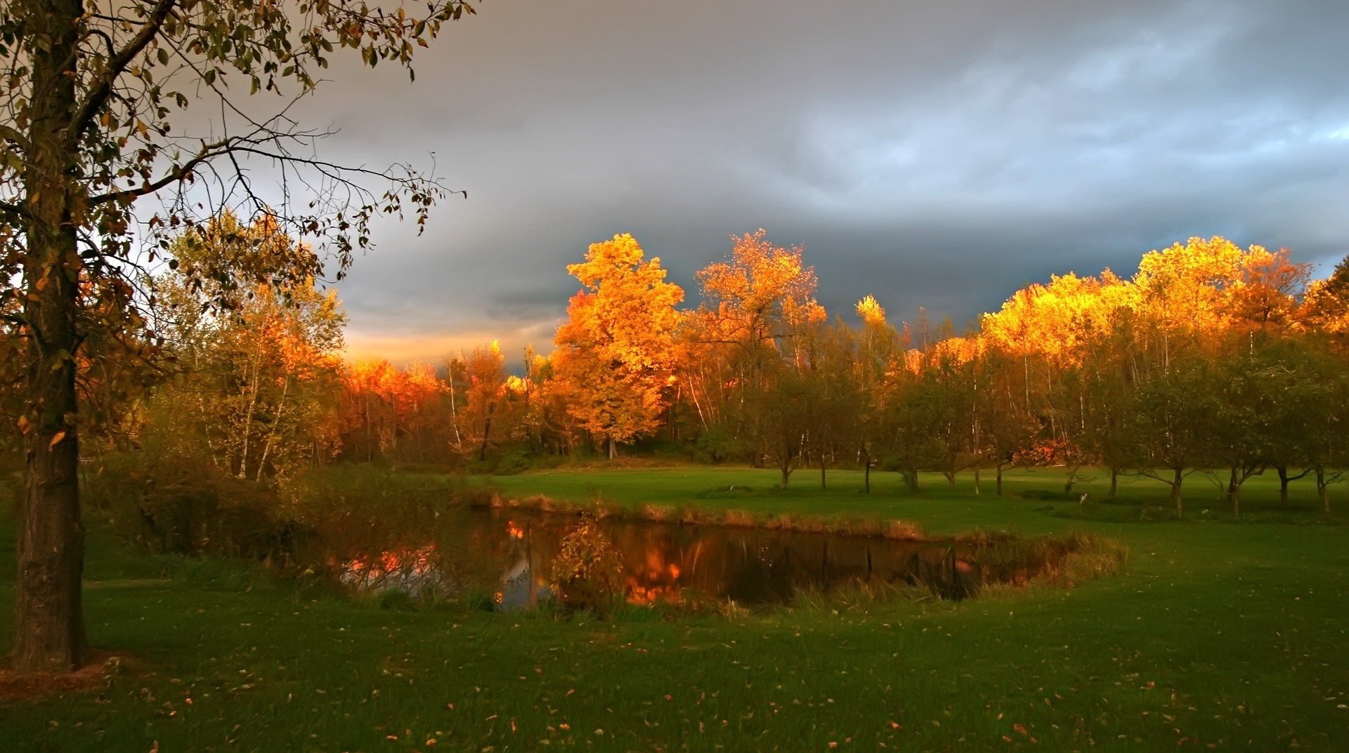 luz en la corona hoja árboles otoño lago bosque agua nubes nublado naturaleza paisaje colores de otoño época dorada hierba