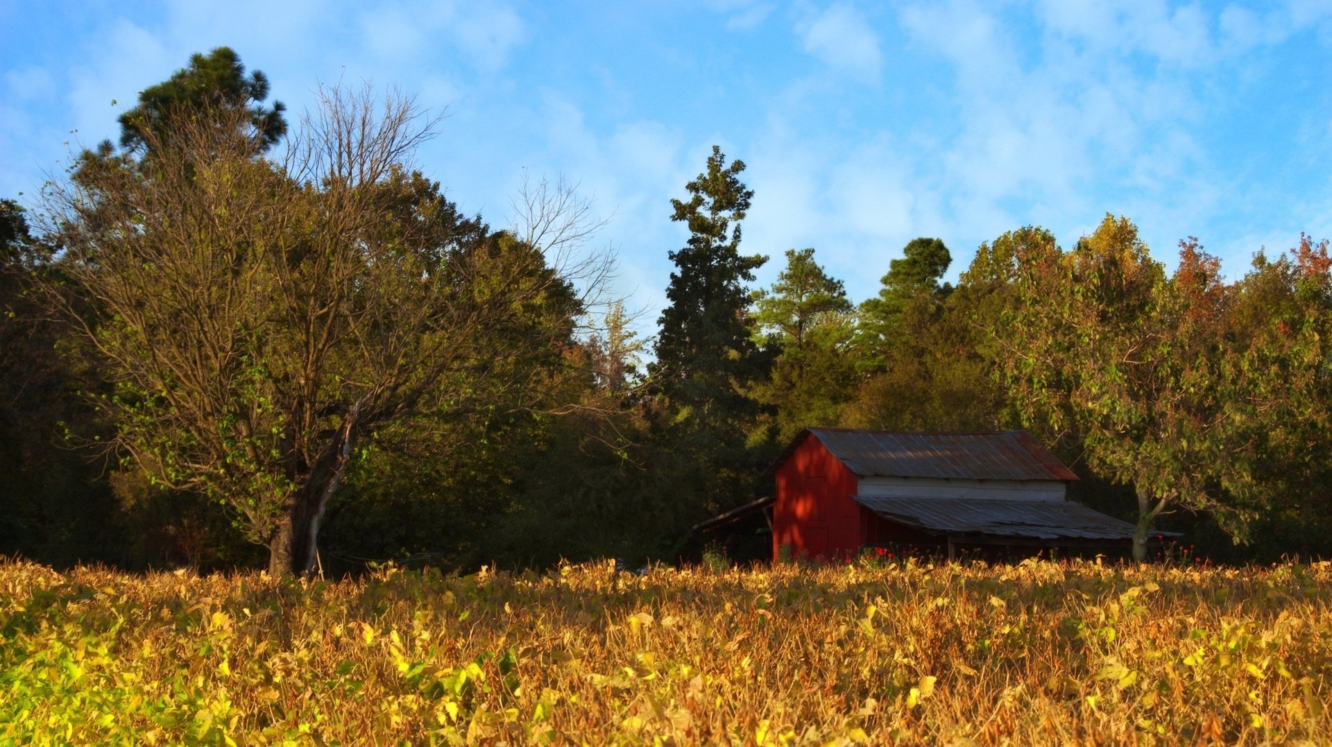 maisfeld baumwipfel bäume hütte häuser wald feld sommer himmel wolken natur dickicht wiese struktur sonniger tag