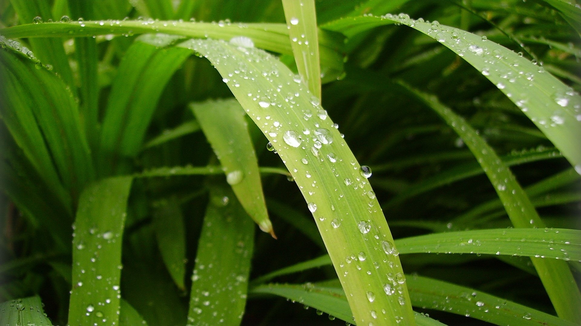 green grass drops of dew morning greens nature macro rosa drop