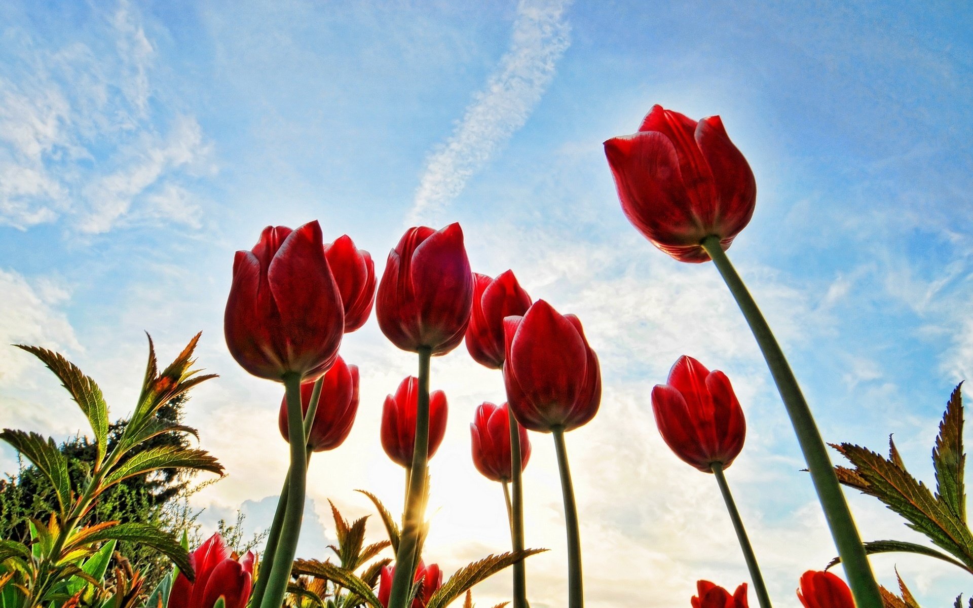 fiori raggiungendo il sole erba tulipani