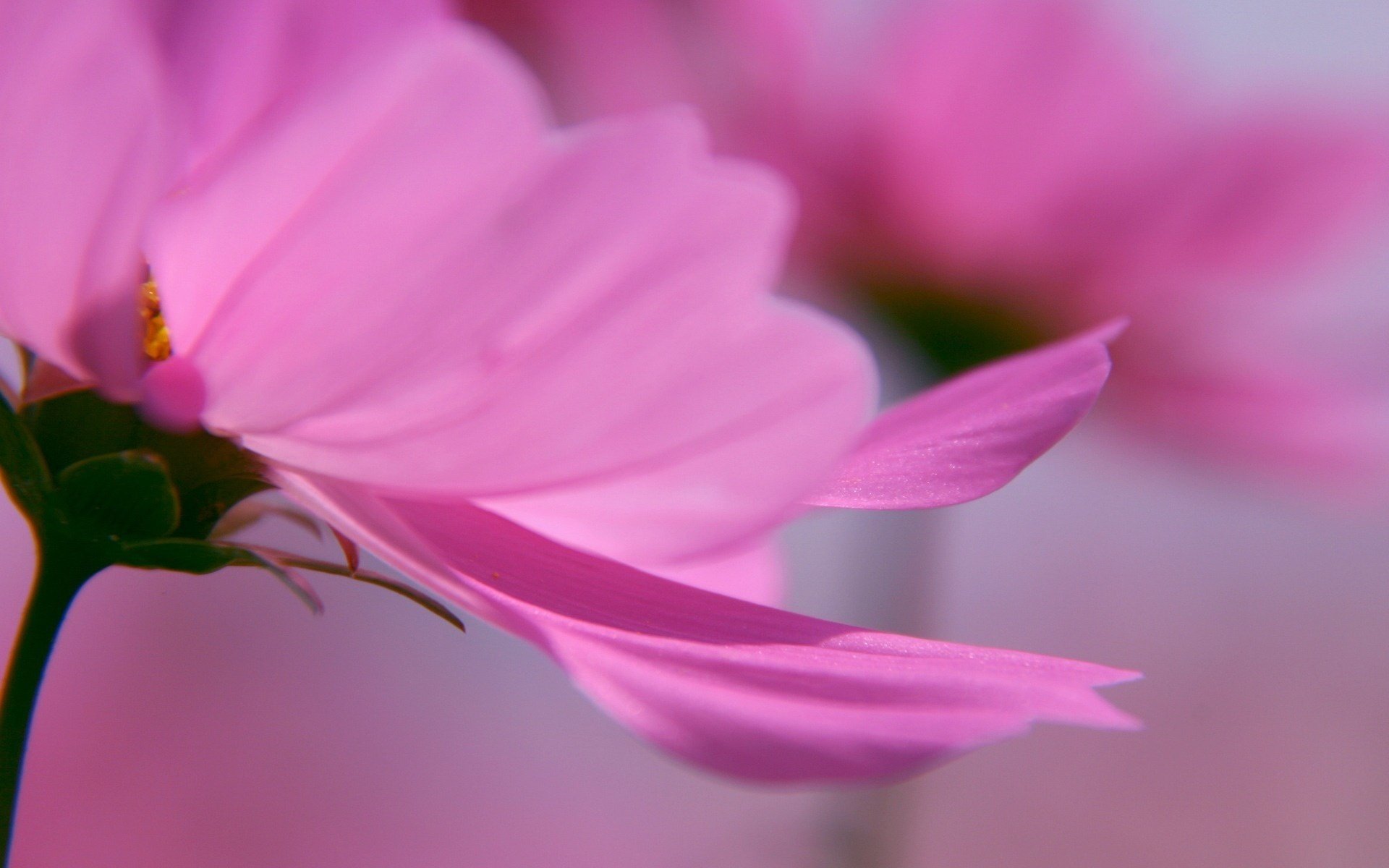 flores delicadeza tono rosado pétalos macro