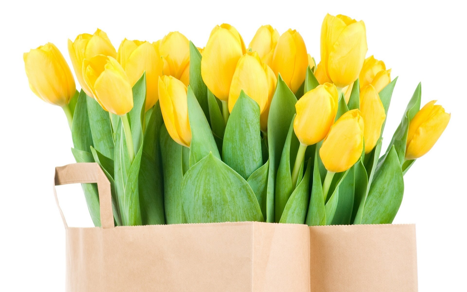 warten auf den besitzer blumen gelbe tulpen lange blätter blumenstrauß frühling tulpen blume natur gelb