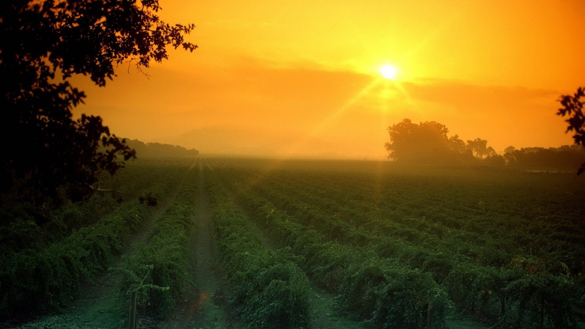 rangées de plantations champs verdure coucher de soleil champ potager soleil rayons rangées plantations ciel arbres paysage nature soir