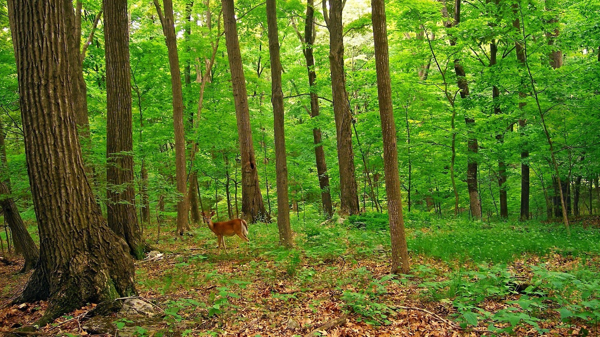 dzika bestia natura lato las zwierzęta jeleń zarośla liście wczesna jesień drzewa krzewy