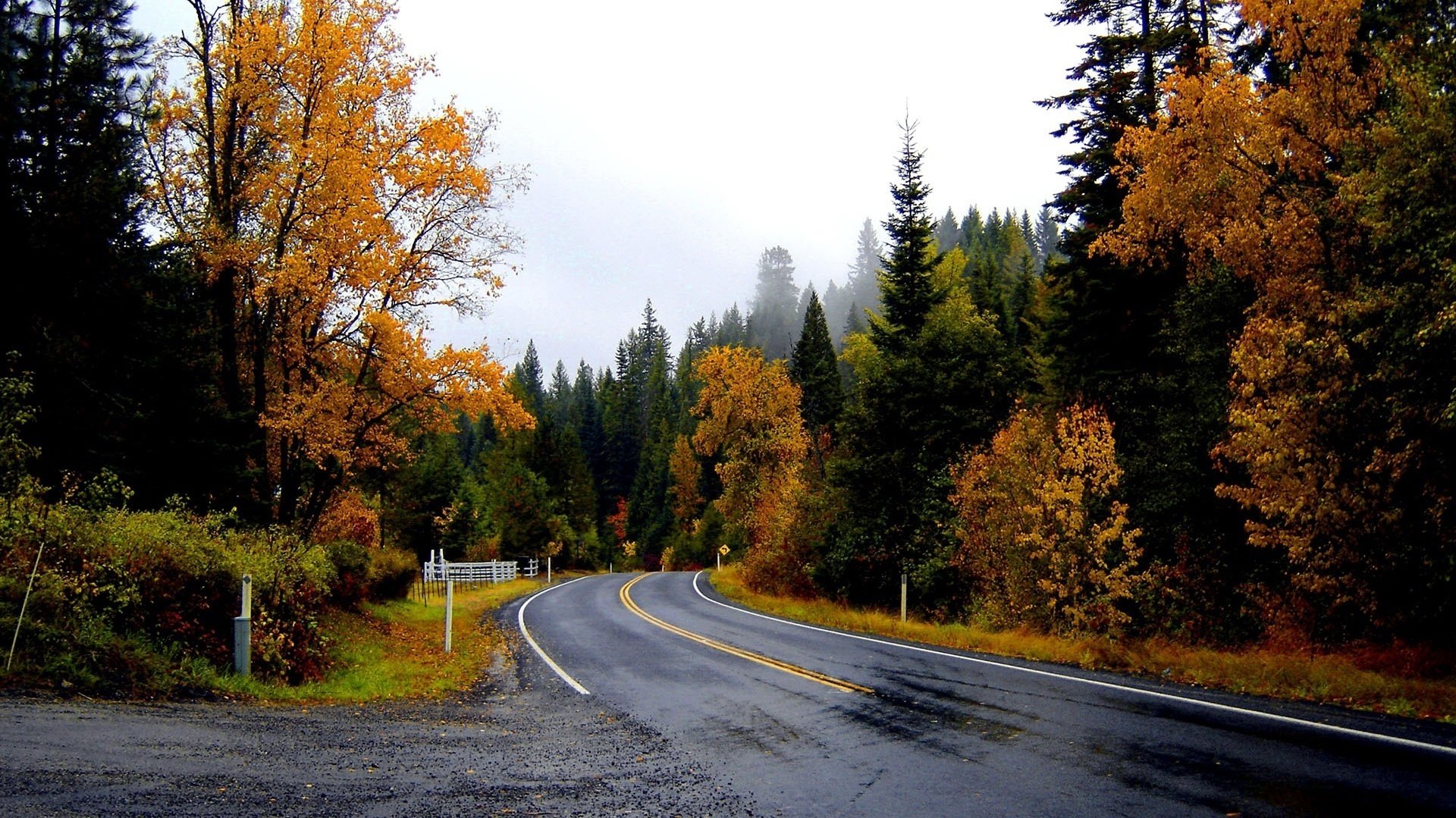 hohe weihnachtsbäume herbstliche zeit weg in die zukunft wald straße herbst markierung strecke drehung laub herbstfarben dickicht büsche bäume landschaft natur