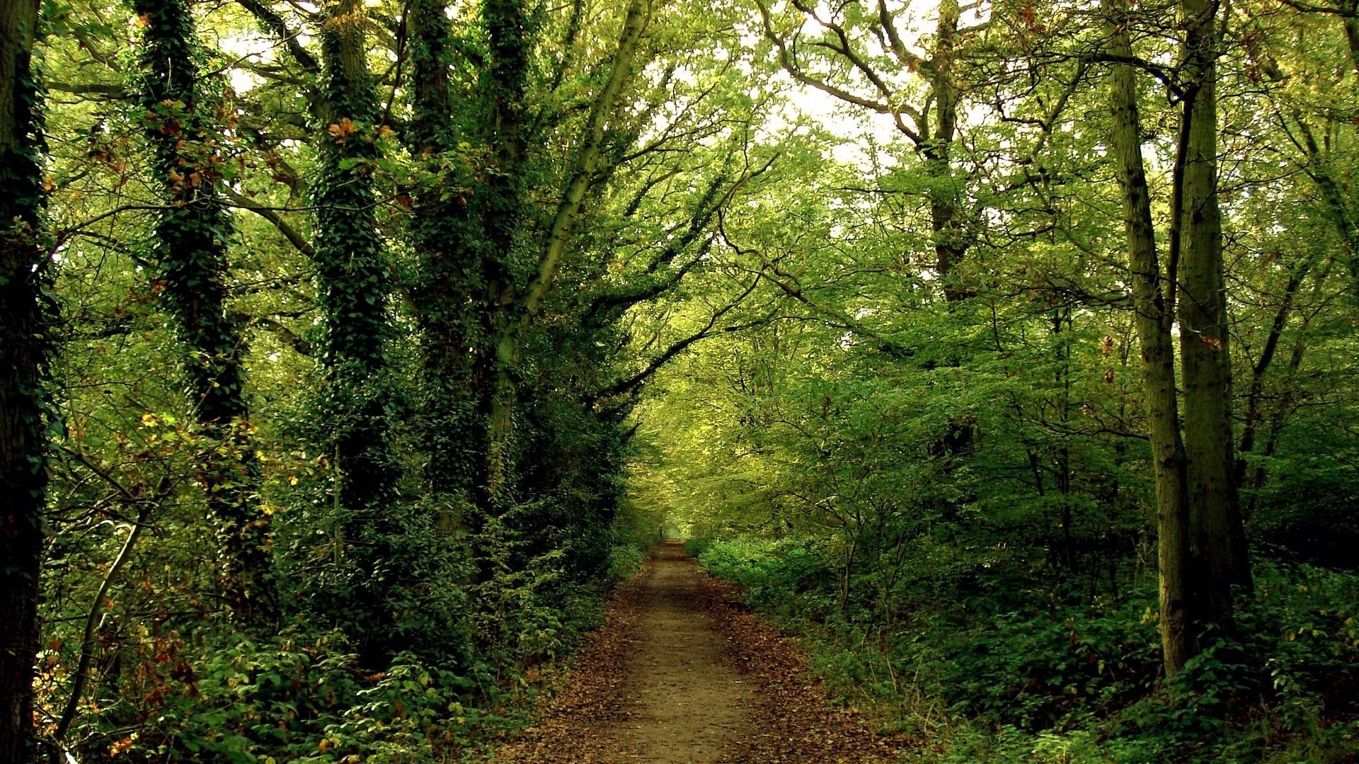 waldweg grüne blätter kühle wald dickicht grün büsche straße sommer