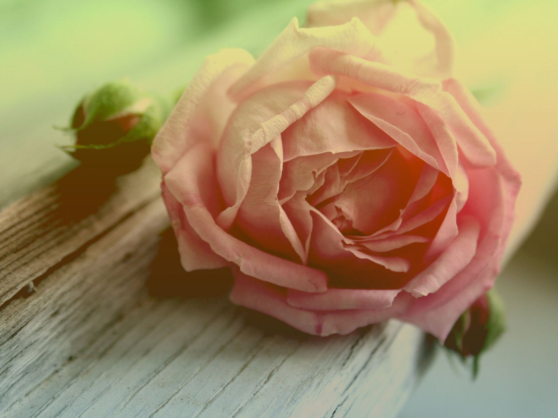 dim flowers rosette pink macro