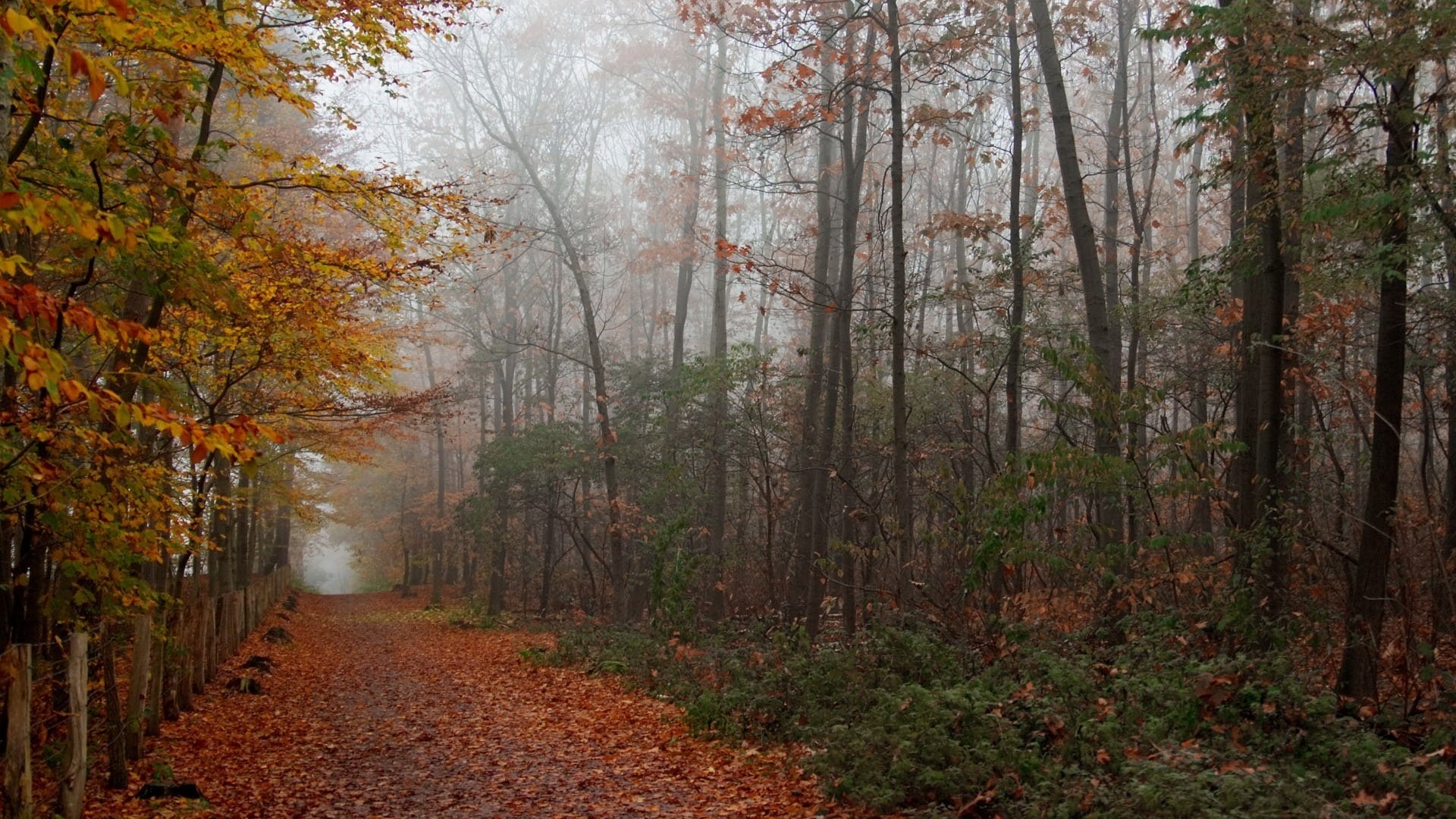 parc en automne allée d arbres nus feuillage automne forêt brouillard route sentier nuageux fourrés feuilles jaunes arbres