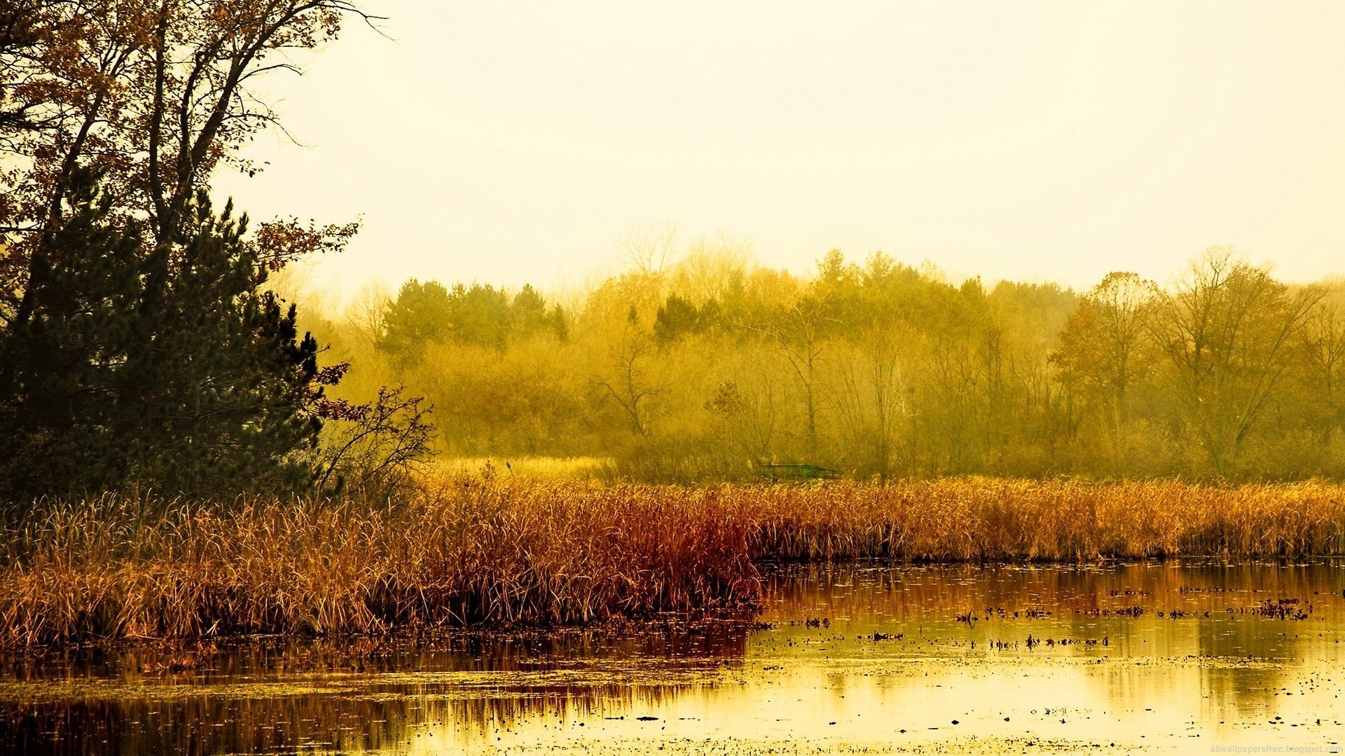 złota natura suche trzciny drzewa las jesień złoty czas liście jezioro trzciny