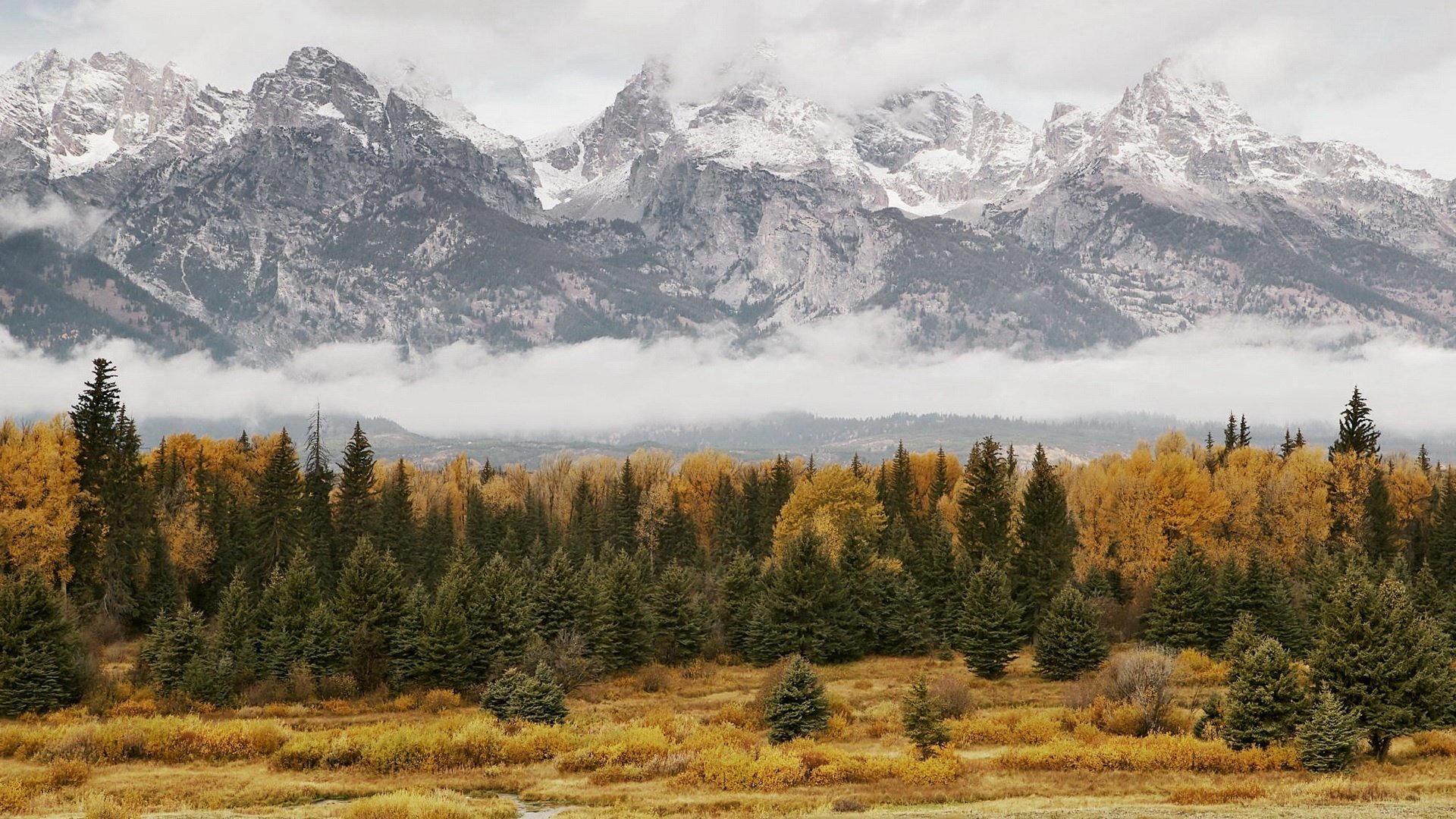 yellow foliage mountains christmas trees forest autumn tops snow fog needle