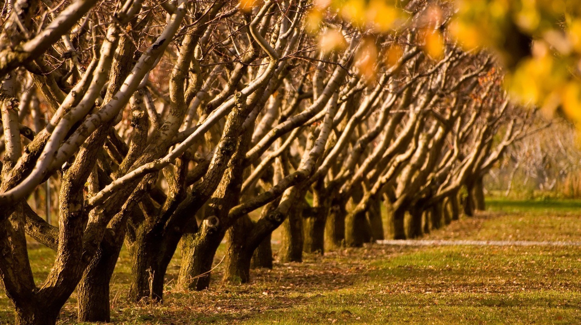 sans feuillage troncs d arbres rangée forêt automne