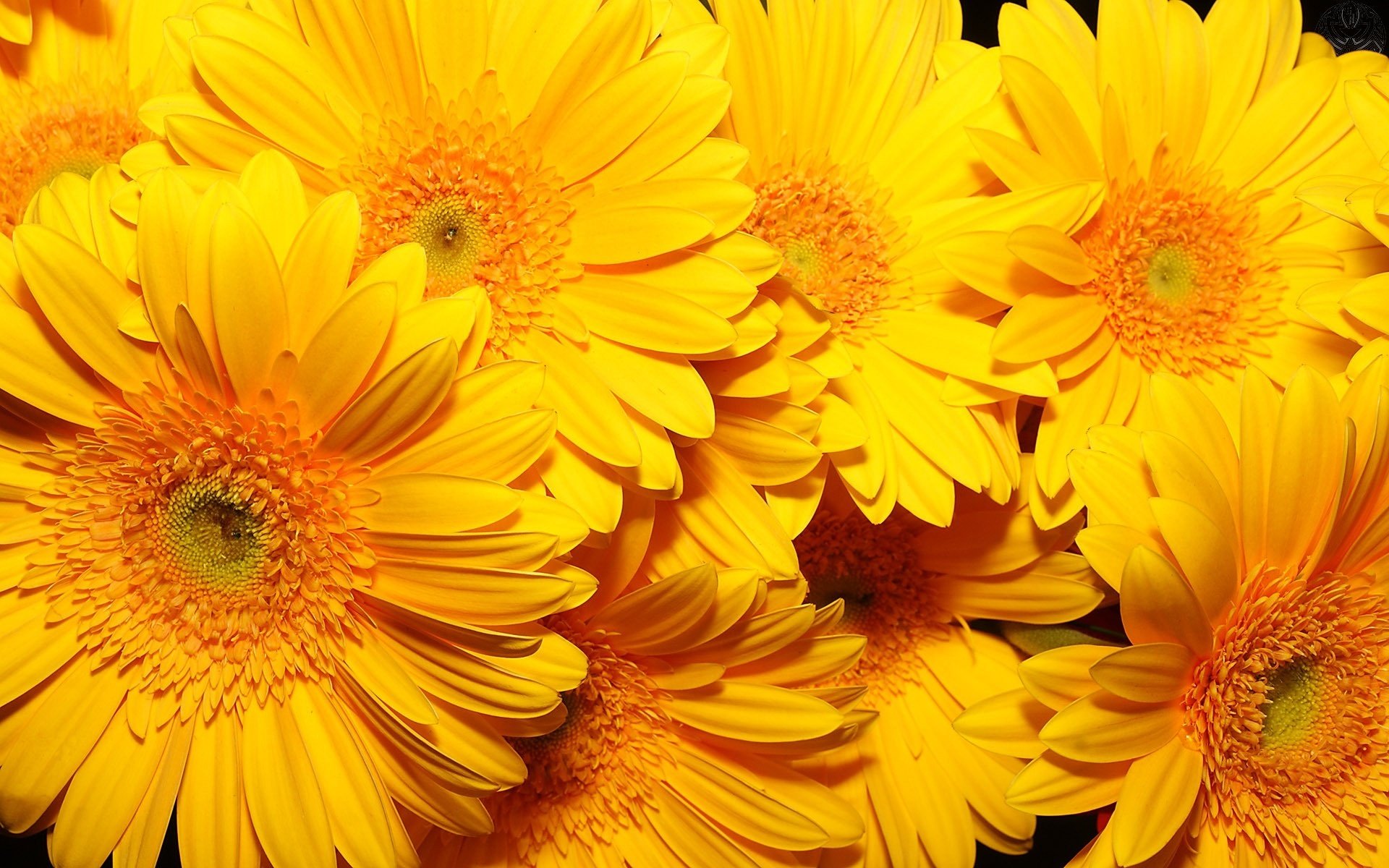 sunshine fleurs chrysanthème jaune bouquet gros plan