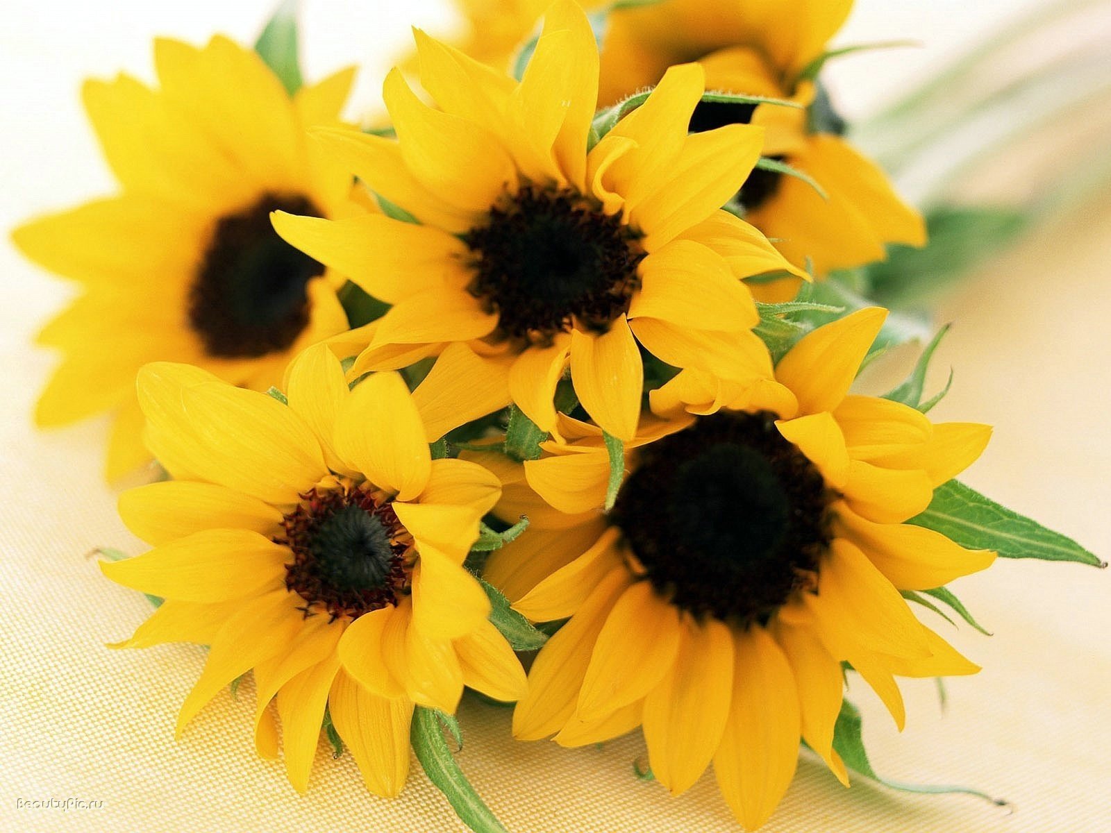 bouquet de tournesols enfants soleil fleurs beauté bouquet