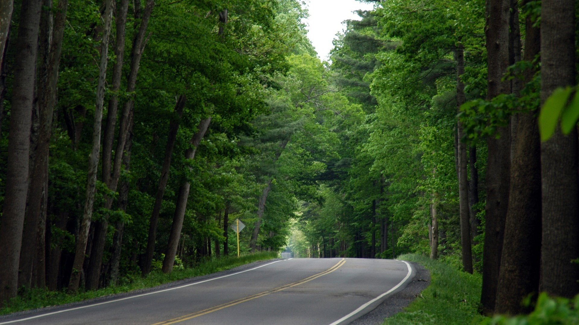 piste plantations forestières verdure route forêt arbres été descente marquage