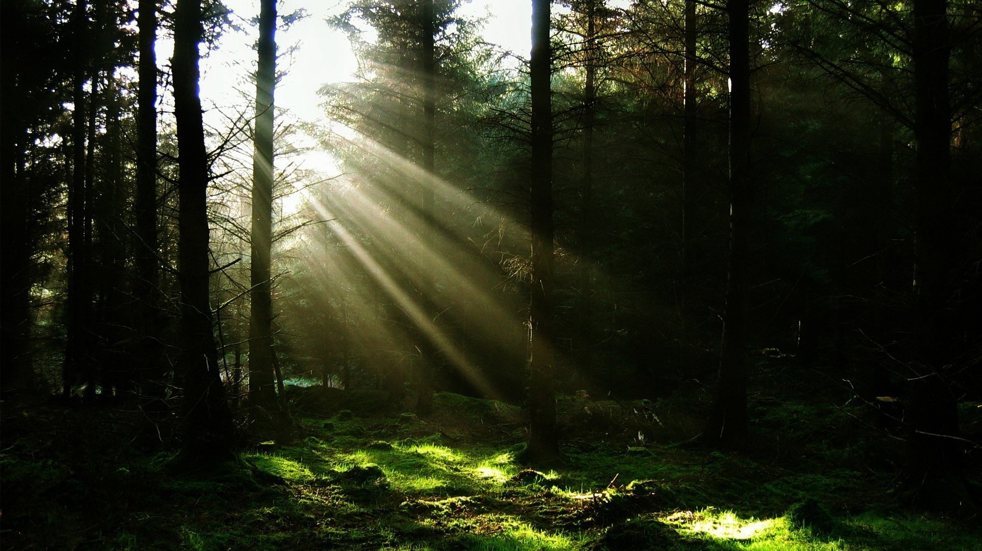 promienie światła las choinki zarośla zarośla natura drzewa ciemność