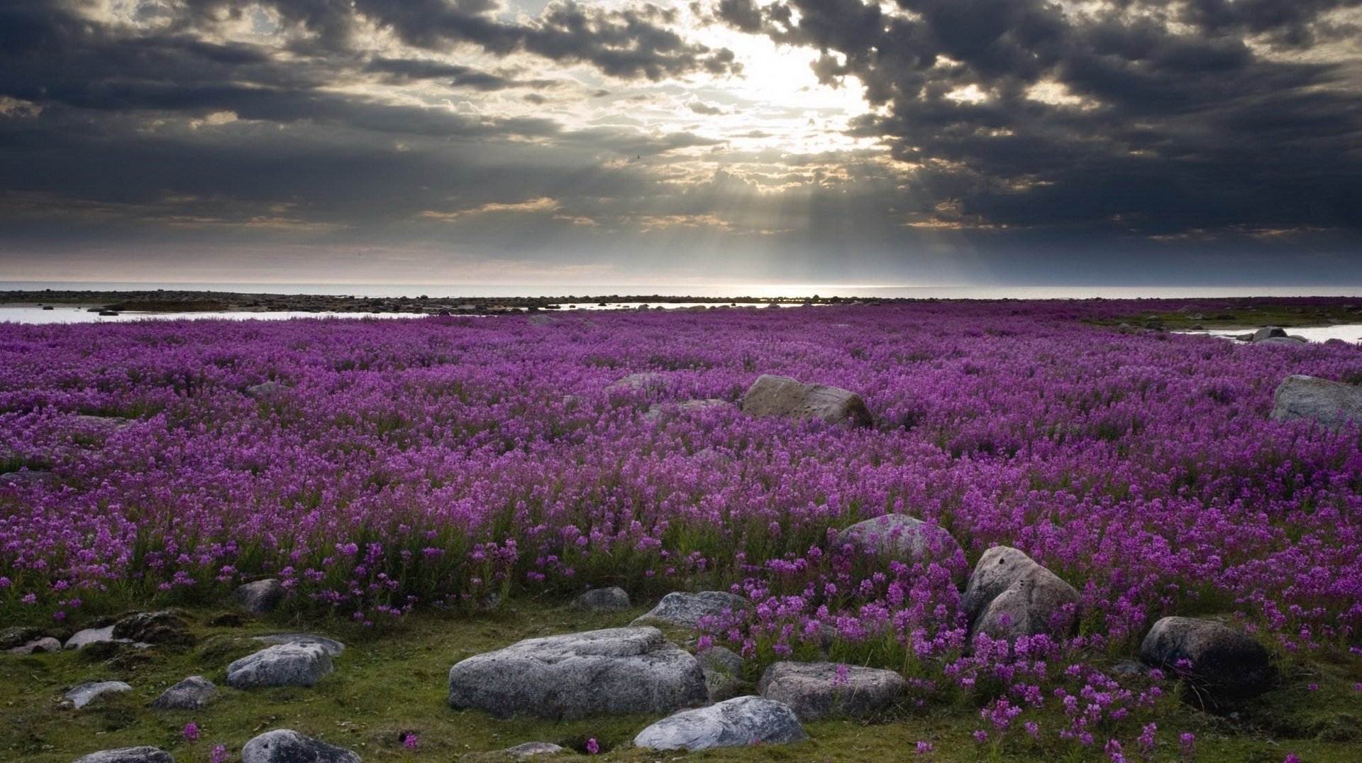 tulle violet fleurs cailloux soleil rayons nuages pierres soirée coucher de soleil paysage