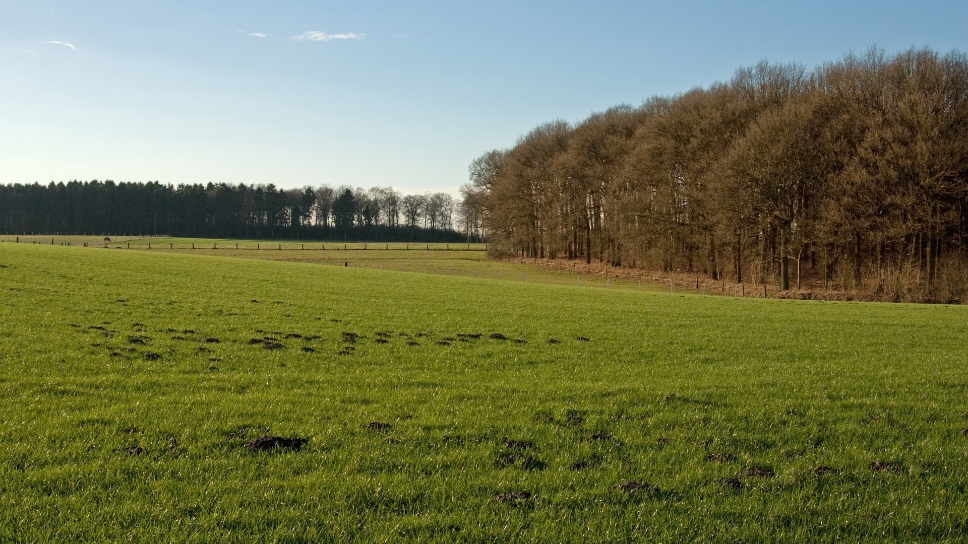 lichtung bäume waldstück wald sommer grün gras himmel sonnig waldfläche