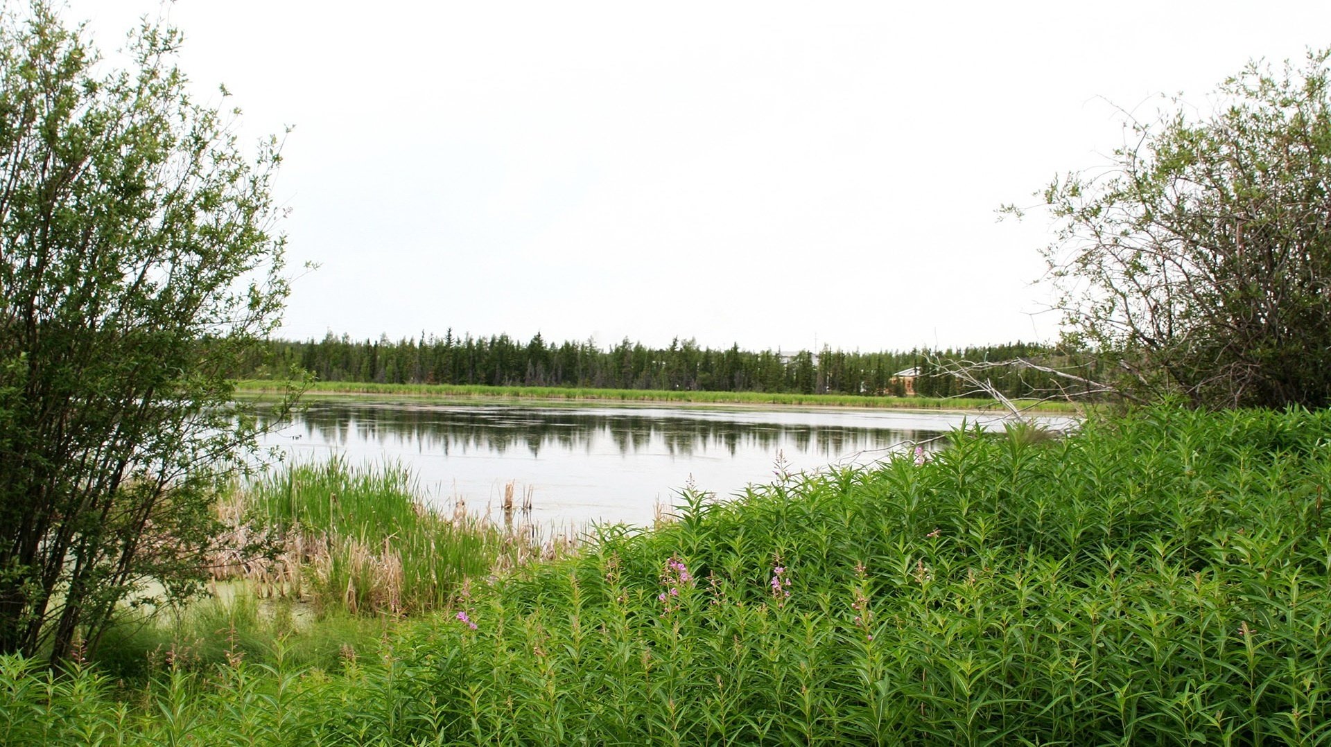 weit weg von hektik ruhiger ort büsche ufer blumen see wasser wald dickicht gras grün landschaft aussicht natur ruhe stille gnade