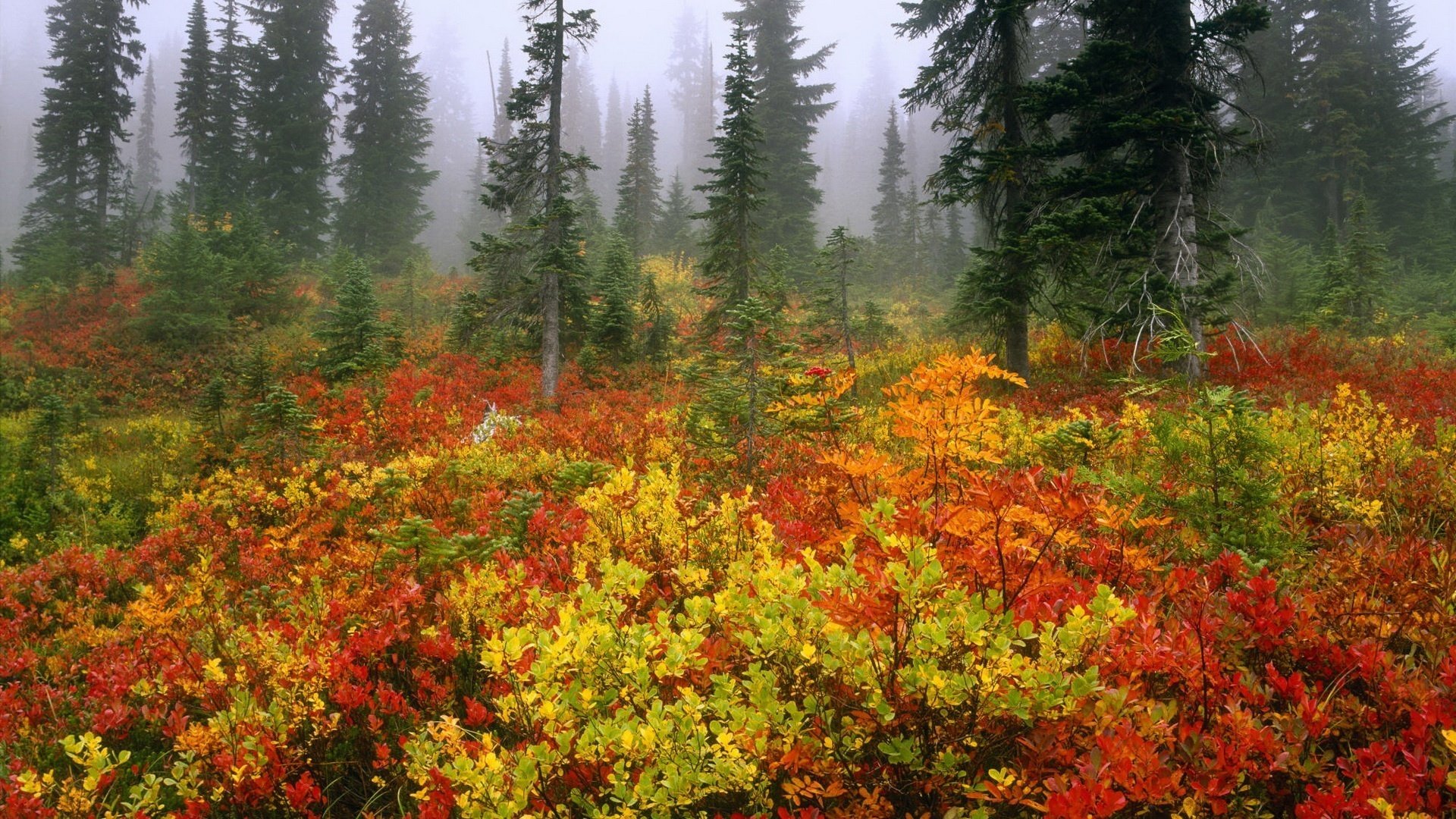 lush crowns of fir-trees the colors of autumn colored leaves autumn forest thickets the bushes fog spruce