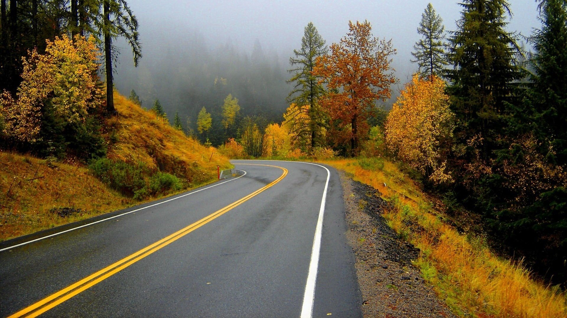 otoño carretera asfalto húmedo bosque niebla asfalto lluvia marcas hojas bosque de otoño árboles naturaleza