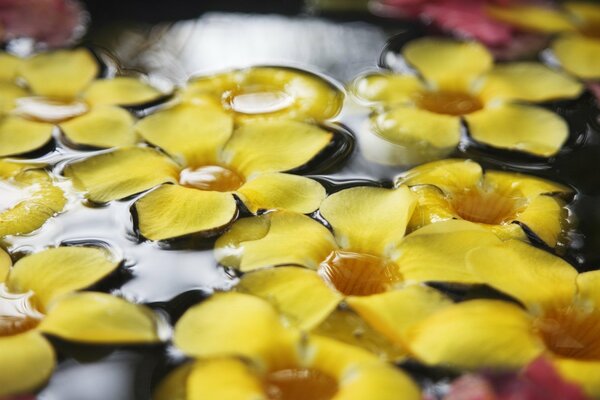 Macro de pequeñas flores en el agua de color amarillo