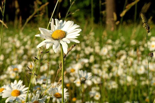 Chamomile field in early spring