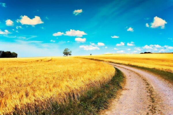 A road passing through fields