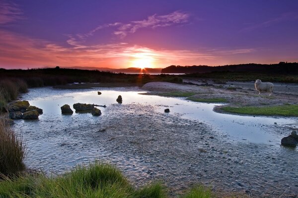 A sheep stands on the bank of a river at sunset