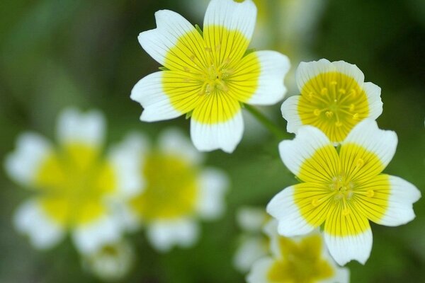 Fleurs sauvages printanesen gros plan