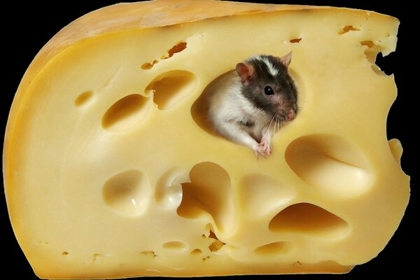 The mouse looks out of the cheese head