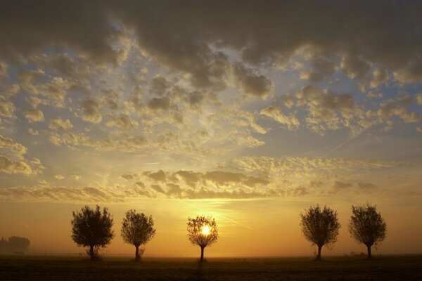 Coucher de soleil dans la savane avec des arbres secs