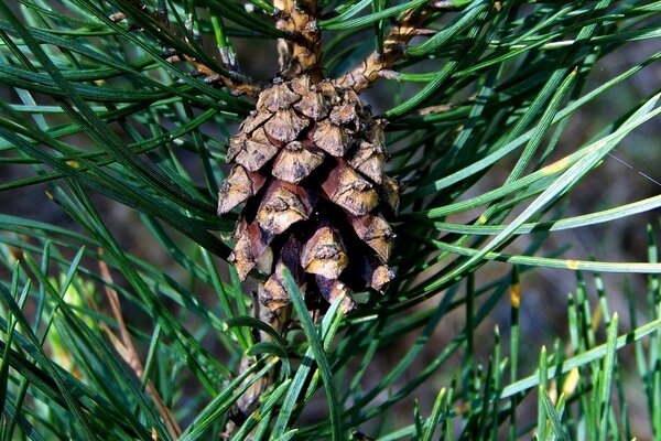 Pin avec de longues aiguilles vertes et de petites cônes