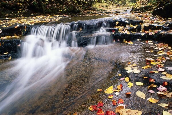 Arroyo de pus de otoño con follaje amarillento