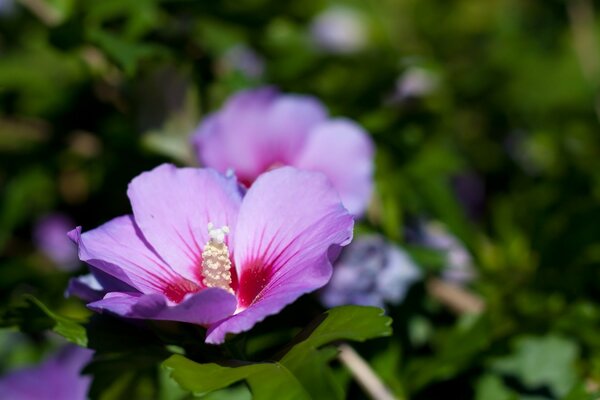 Fleurs sauvages de couleur lilas dans le champ