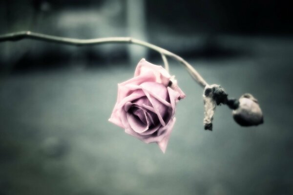 A lonely rose on a gray background