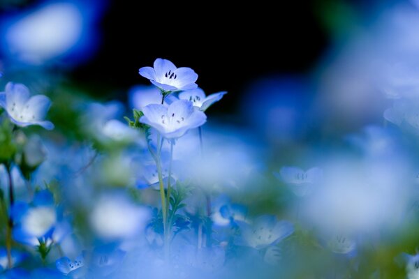 Delicate blue flowers in a clearing